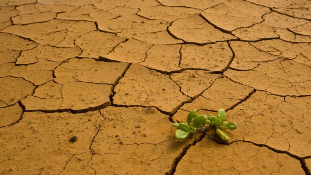 a plant sprouting out of the cracked earth