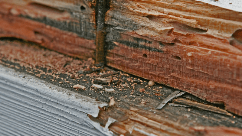 the corner of a wooden building with peeling paint