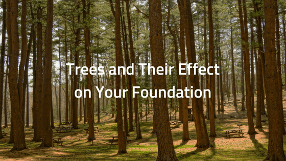 trees and their effect on your foundation