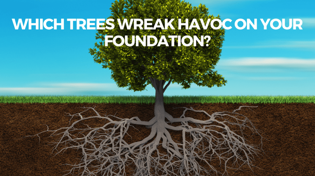 a tree with roots and the words which trees weak havoc on your foundation?