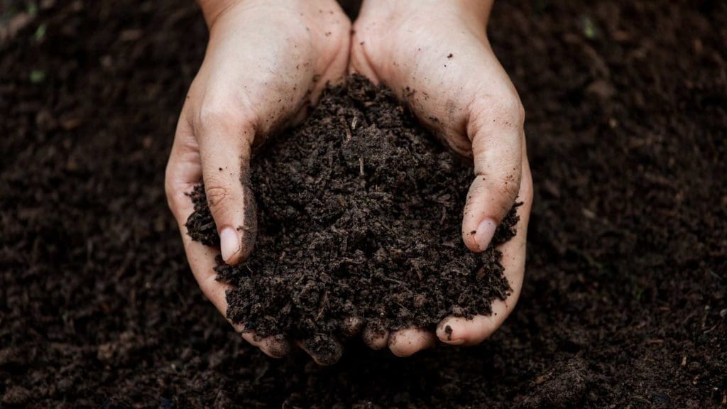 a person holding dirt in their hands