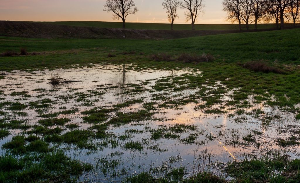 a field with water and grass in it