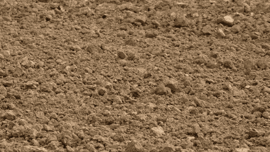 a bird is standing in the middle of a dirt field