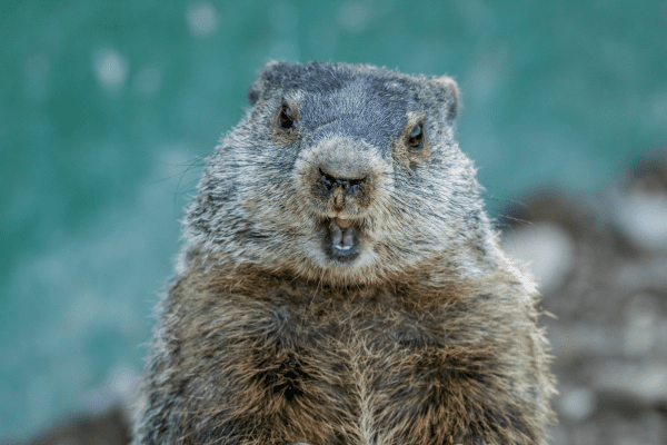 a groundhog standing on its hind legs with its mouth open